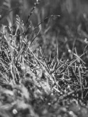 The Hardships of a D