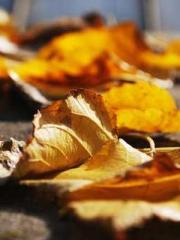 The young masterapos