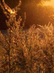 The Return of the Go