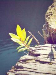 Cultivating My Empre Cultivating My Empre