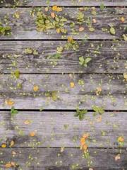 The Realm of the Dao The Realm of the Dao