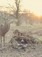 Urban Flowing Immort Urban Flowing Immort