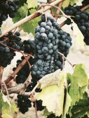 The Little Fox Spiri