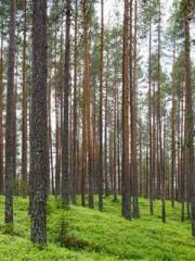 lt;Diga: From Jetton