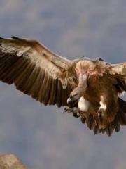 Lu Zongapos;s Hidden