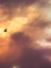 Rebirth of the Black Rebirth of the Black