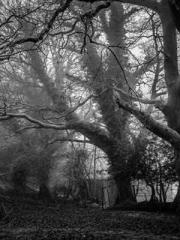 Retired War God Yang Retired War God Yang